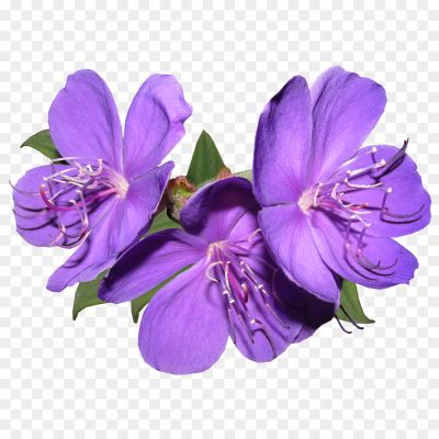 Flowers-Purple-Free-PNG-3JZYQ485.png