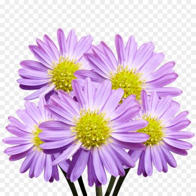 Flowers-Purple-No-Background-UL9IW6HC.png