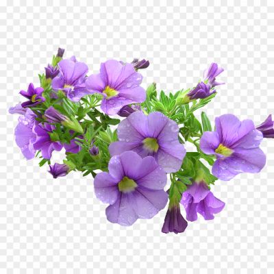 Flowers-Purple-Transparent-File-MAFZK5VB.png