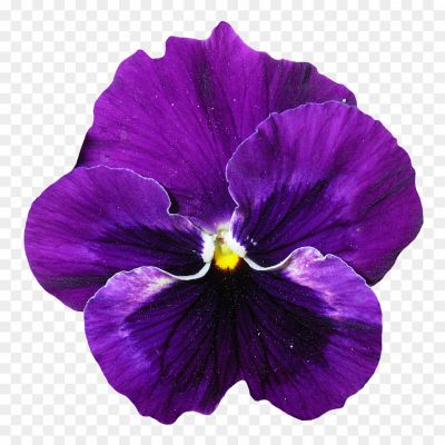 Flowers-Purple-Transparent-Image-0EUO31WW.png