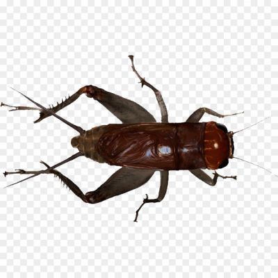 Cricket, Insect, Orthoptera Order, Chirping Sound, Jumping Ability, Nocturnal, Antennae, Cricket Species, Cricket Behavior, Cricket Diet, Cricket Habitat, Cricket Life Cycle, Cricket Communication, Cricket Symbolism