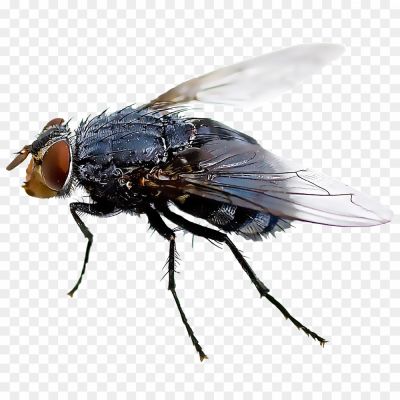 Fly-Insect-Transparent-Image-U6BP2FOG.png