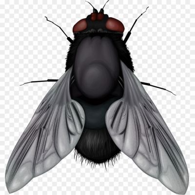 Fly-PNG-Download-Image-1Z39B7KR.png