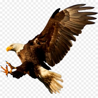 Flying-Eagle-Download-Free-PNG-Pngsource-AWO5BV17.png