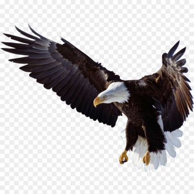 Flying-Eagle-PNG-Clipart-Pngsource-1TBMVE7D.png