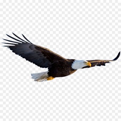 Flying-Eagle-Transparent-Background-Pngsource-RQUMA295.png