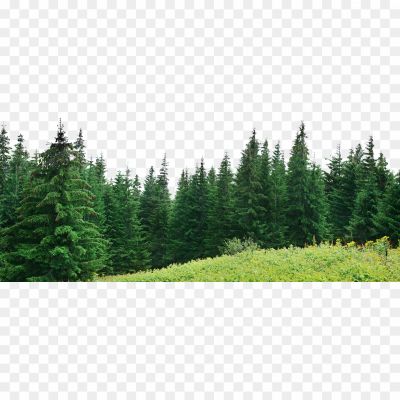 Forest-Tree-PNG-File-Pngsource-NG5FCTQ2.png