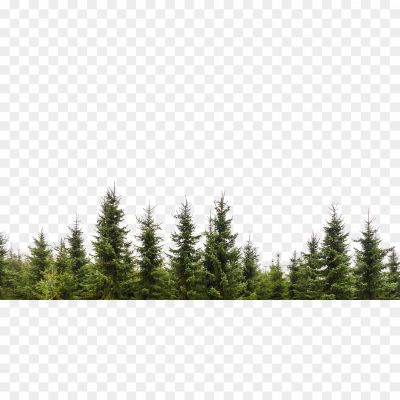 Forest-Tree-PNG-Transparent-Image-WZXVTUZL.png