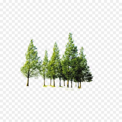 Forest-Tree-Transparent-Background-QSOX0X4F.png PNG Images Icons and Vector Files - pngsource