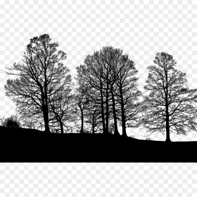 Forest-Tree-Vector-PNG-Clipart-Pngsource-3ABL719V.png