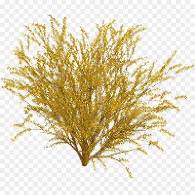 Forsythia-Transparent-Background-5LAJ1BKP.png