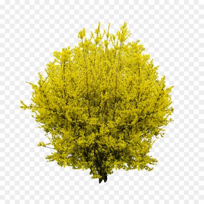 Forsythia-Transparent-File-HA2SCB5Z.png