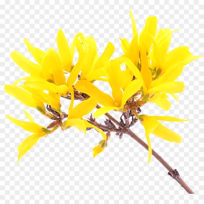 Forsythia-Transparent-Image-Pngsource-MESLOZX9.png PNG Images Icons and Vector Files - pngsource