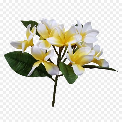 Frangipani-Flower-PNG-Pic-R8JV8T2E.png PNG Images Icons and Vector Files - pngsource