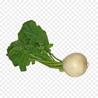 Fresh Turnip Transparent PNG Download free_03820.png PNG Images Icons and Vector Files - pngsource