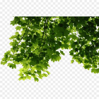 Fresh-Green-Leafs-PNG-Image-Pngsource-BFKGONKD.png