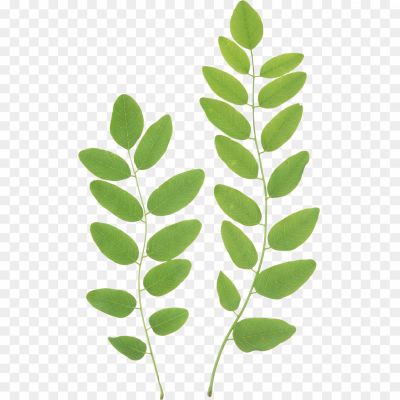 Fresh-Green-Leaves-Transparent-PNG-Pngsource-PGPTAR71.png