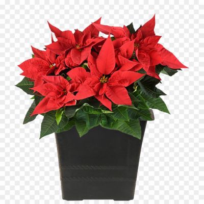 Fresh-Poinsettias-PNG-Pic-Pngsource-XHKMC0GE.png