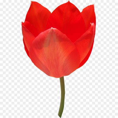 Fresh-Red-Tulip-PNG-Photos-NSGYC5AX.png