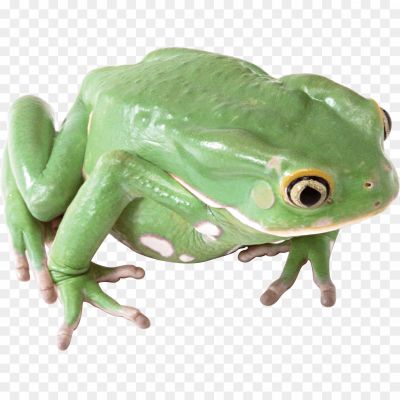 Frog-Transparent-File-YEU1GTVQ.png