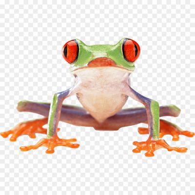 Frog-Transparent-Free-PNG-7LIYTDDN.png
