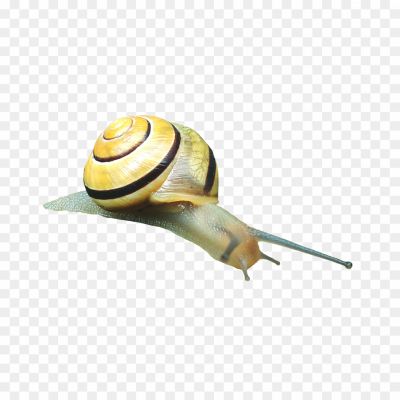 Garden-Snail-Transparent-PNG-Pngsource-9FLGSMHW.png