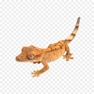 Gecko-Transparent-Images-Pngsource-CJXTBIIQ.png