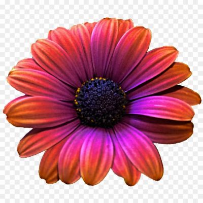 Gerbera-PNG-Picture-SJHR6SEY.png