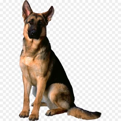 German Shepherd, Intelligent Breed, Medium To Large Size, Strong And Athletic, Working Dog, Loyal, Protective, Versatile, Police And Military Service, Search And Rescue, Herding, Guide Dogs, Confident, Trainable, Protective Instincts, Loyal Companion