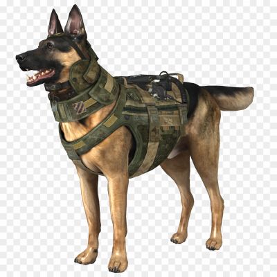 German-Shepherd-Transparent-Isolated-PNG.png