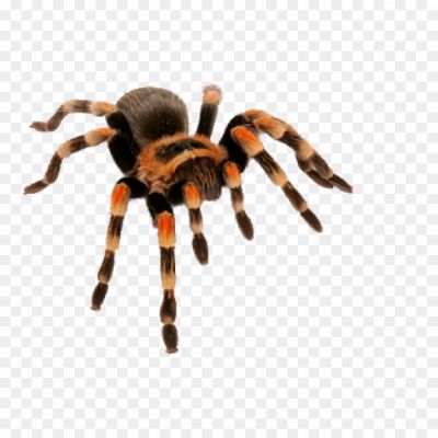 Giant-Spider-Download-Free-PNG-Pngsource-TN1SJJD7.png