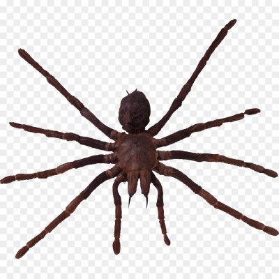 Giant-Spider-PNG-HD-Quality-Pngsource-BNRZHL42.png
