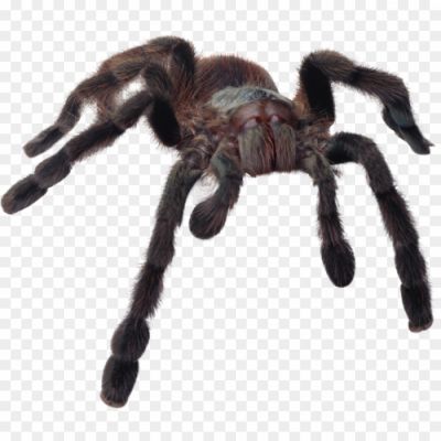 Giant-Spider-Transparent-Free-PNG-Pngsource-3OPZIDFQ.png
