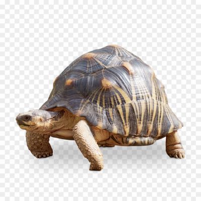 Giant-Tortoise-PNG-Photos-Pngsource-Q1FA37DV.png