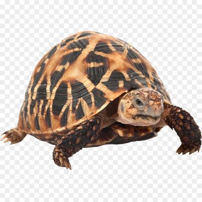 Giant-Tortoise-Transparent-Background-Pngsource-YIL6PNV5.png