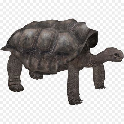 Giant-Tortoise-Transparent-Free-PNG-Pngsource-UWVZ3CNN.png