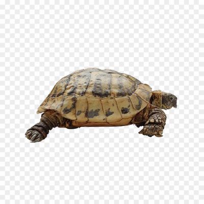 Giant-Tortoise-Transparent-Images-Pngsource-YIDE2PD7.png