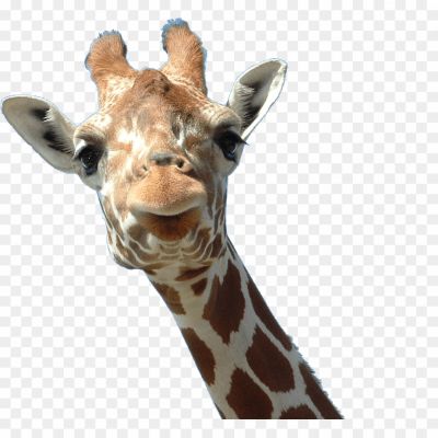 Tall, Long Neck, Spotted, Herbivore, African, Savannah, Graceful, Gentle, Safari, Wildlife, Mammal, Unique Pattern, Browsing, Social, Herbivorous, Towering, Elegant, Ungulate, Distinctive, Giraffe Neck, Long Legs, Ungainly, Browsing Leaves, Herbivorous Diet, Giraffa Camelopardalis, Herbivorous Mammal, Giraffe Conservation Foundation, Conservation Status, Endangered Species.