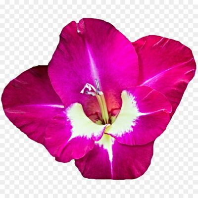 Gladiolus-PNG-Free-Download-O4J5IDAE.png