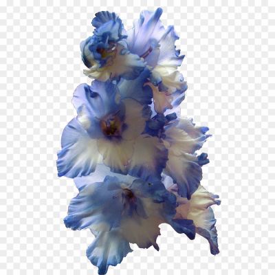 Gladiolus-PNG-Image.png
