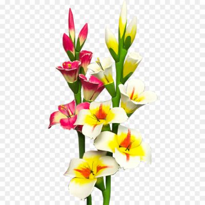 Gladiolus-PNG-Photo-1.png