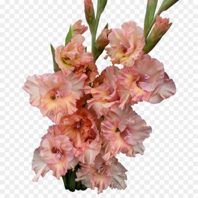 Gladiolus-PNG-Photos.png