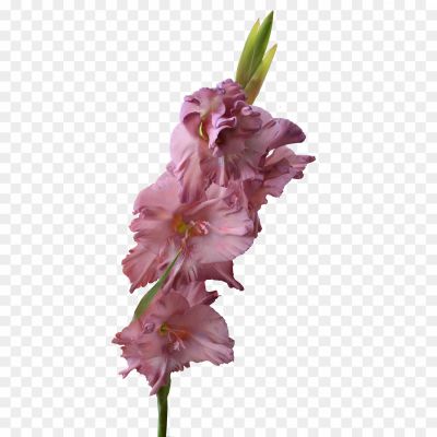 Gladiolus-PNG-Pic.png
