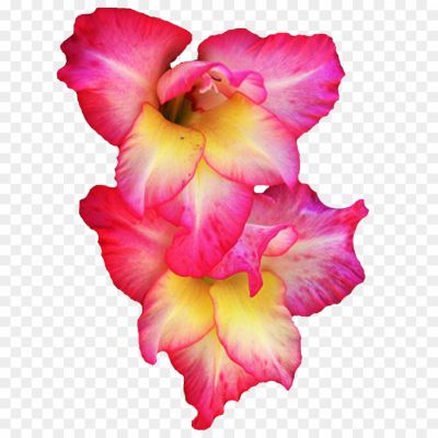 Gladiolus-PNG-Picture.png