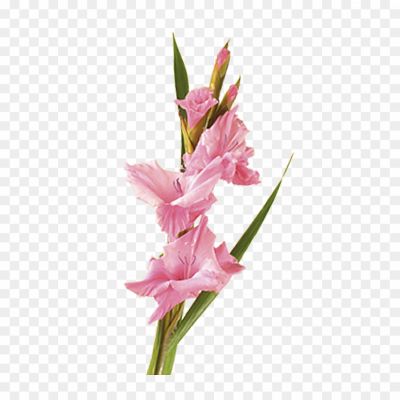 Gladiolus-PNG-Transparent-Image.png