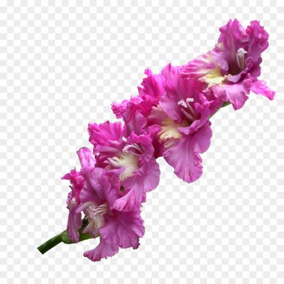 Gladiolus-Transparent-PNG-1.png