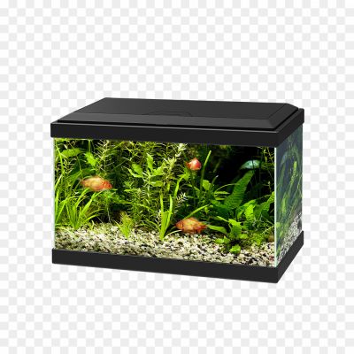 Aquarium, Fish tank, Glass, Water, Fish, Aquatic, Habitat, Decor, Plants, Gravel, Lighting, Oxygen, Filtration, Heater, Tropical, Saltwater, Freshwater, Marine, Pet, Ecosystem