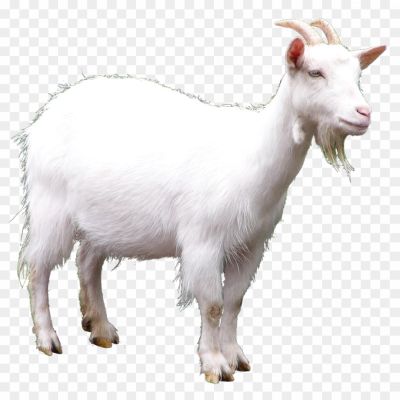 Goat PNG Clipart Background - Pngsource