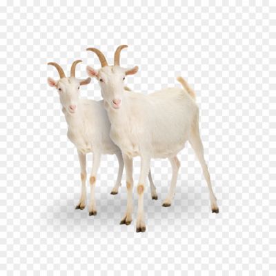 Goat-PNG-Pic-Background-Pngsource-D1JPX37D.png
