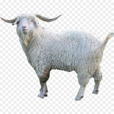 Goat-Transparent-Free-PNG-Pngsource-ELUW4TOD.png